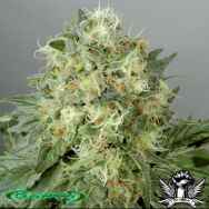 De Sjamaan Seeds White Widow